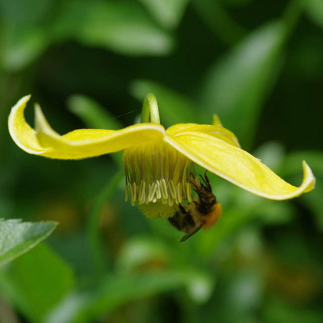 Clematis and Bumble-bee