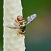 Oriental Fruit Fly - Bactrocera dorsalis