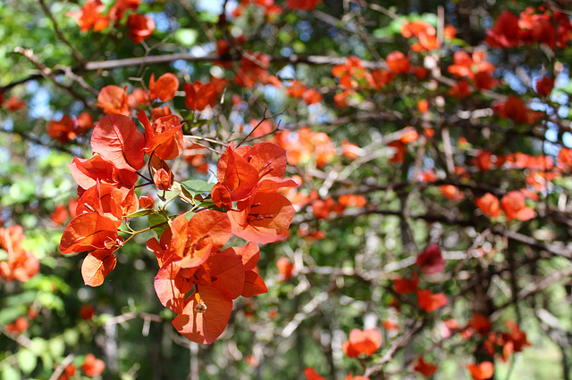 bright bokeh