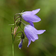 Harebell / Campanula rotundifolia