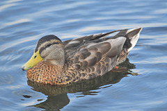 Mallard