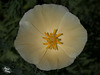 270/366: Creme de la Creme of California Poppies (+1 in a note)