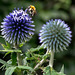 Bee on flowering Globe Thistle