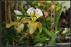 Paphiopedilum boliviana (2)