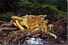 Cantharellus tubaeformis