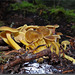 Cantharellus tubaeformis