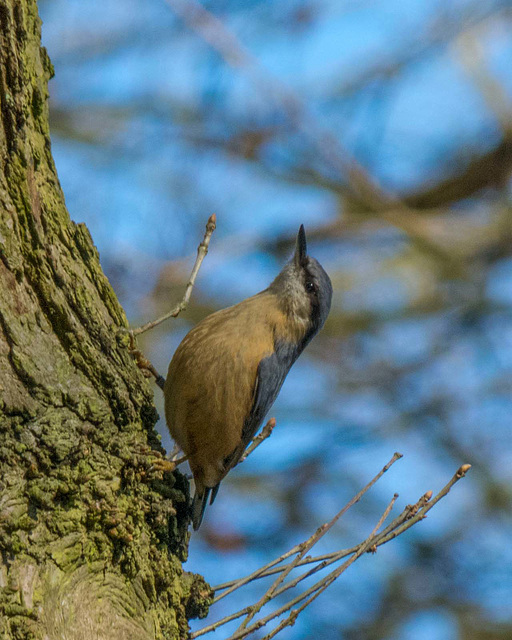 Nuthatch (26)