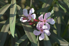 20190128-0350 Nerium oleander L.