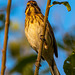 Female reed bunting