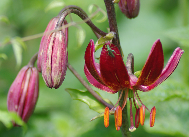 Martagon Lily