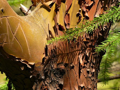 Trees 26