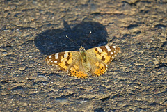 Distelfalter mit langem Schatten