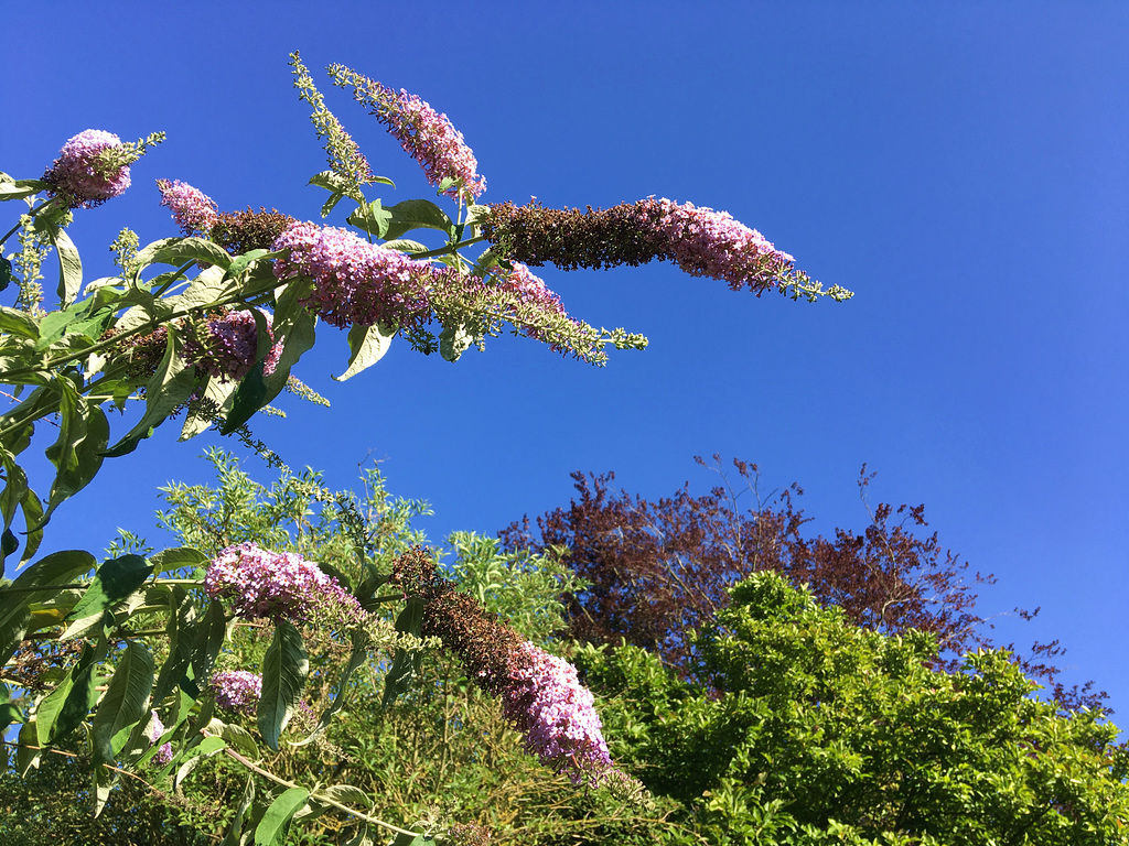 Buddleia