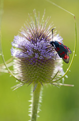 spotted butterfly (Zygaena filipendulae ) on Dipsacus