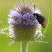 spotted butterfly (Zygaena filipendulae ) on Dipsacus