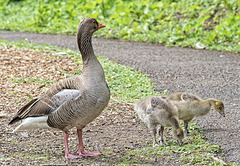 Greylag Goose with Goslings