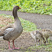 Greylag Goose with Goslings
