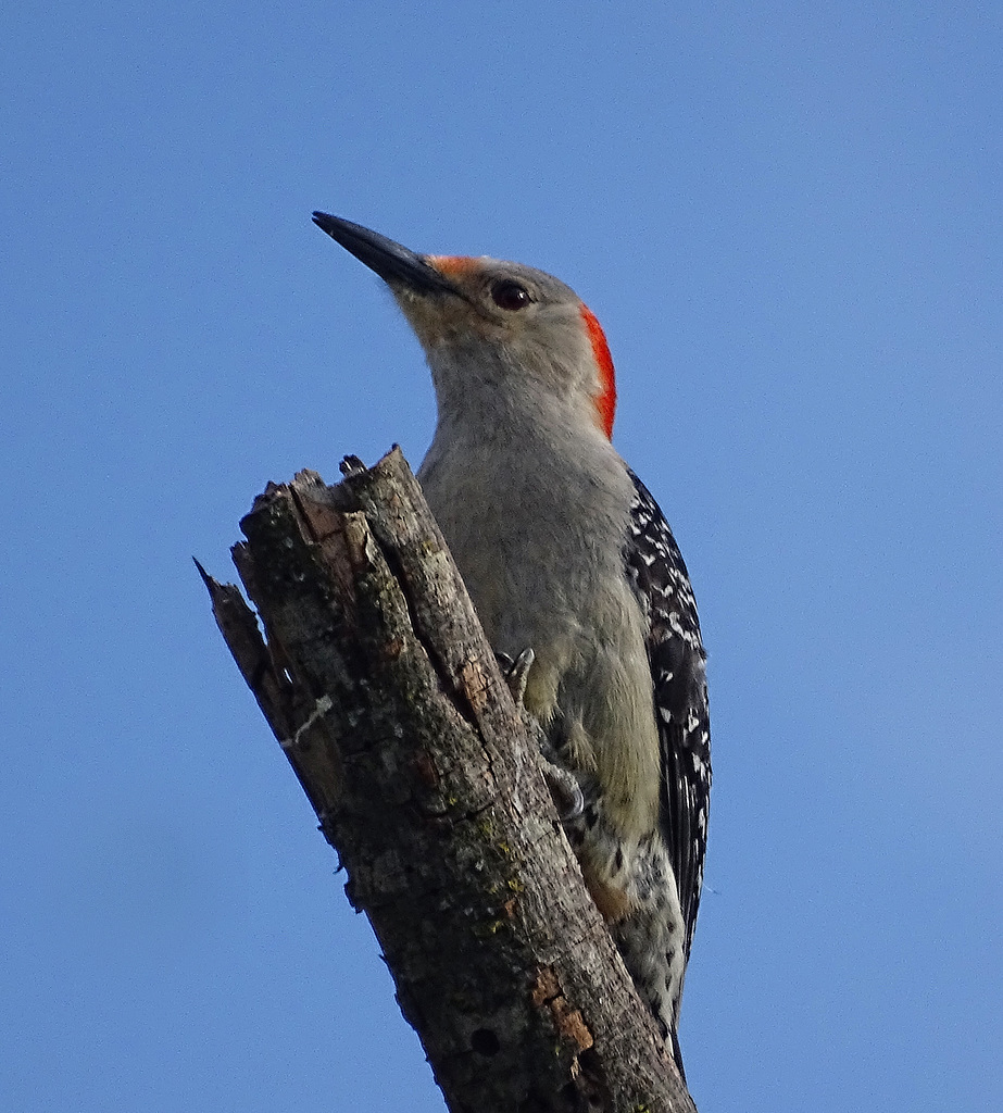 Red Bellied Woodpecker