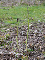 Asparagus spec. - 2016-04-25_D4_ DSC6665