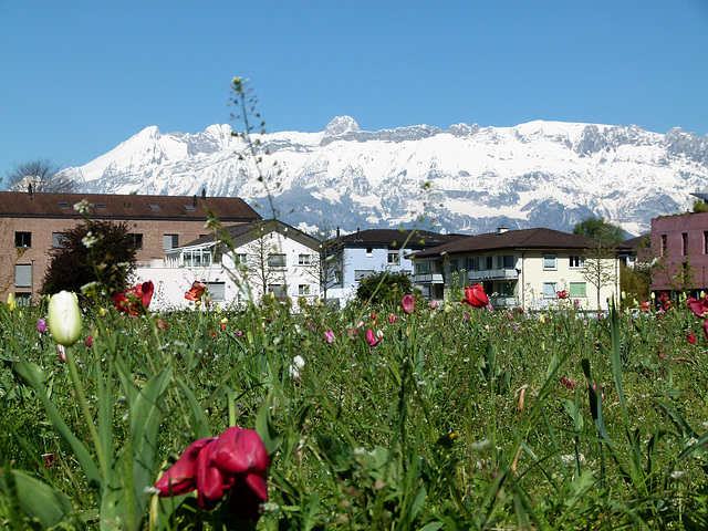 Tulpenwiese