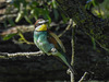20170519 1626CPw [A+H] Bienenfresser (Merops apiaster), Neusiedler See