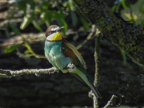 20170519 1626CPw [A+H] Bienenfresser (Merops apiaster), Neusiedler See