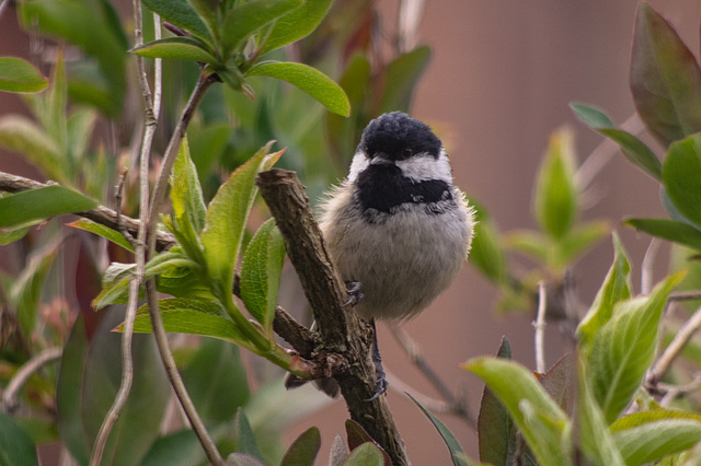 Coal Tit