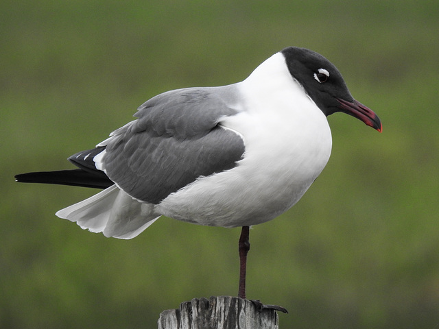 Day 2, Laughing Gull / Leucophaeus atricilla