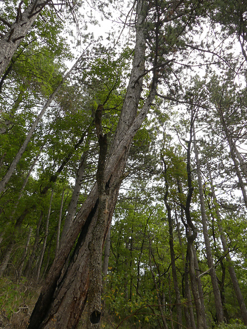 20190826 -0908 Diois (35)