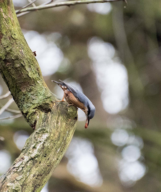 Nuthatch (27)