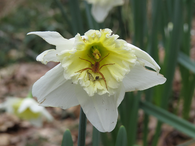 Daffodil and guardian