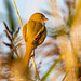 Female bearded tit