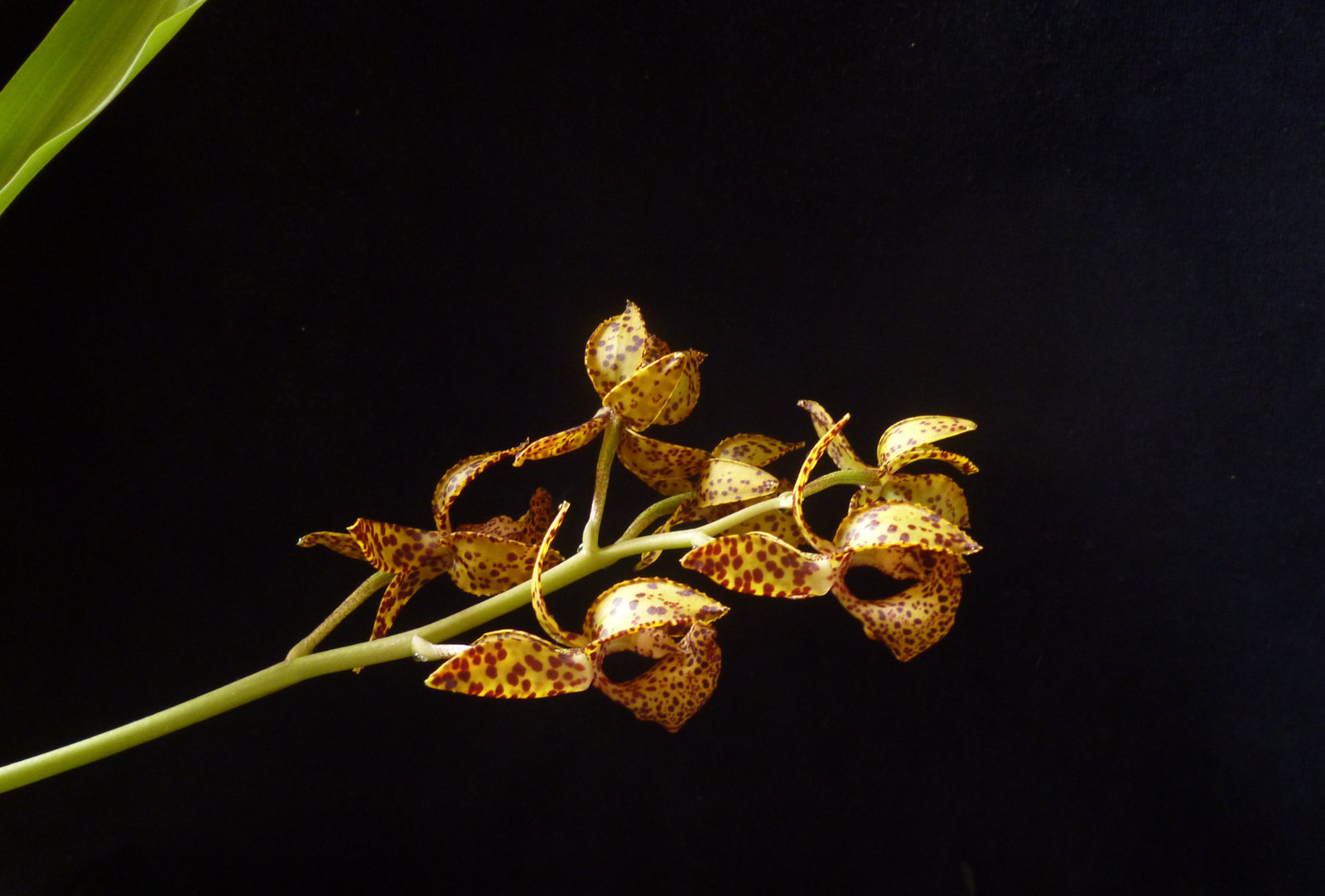 Mormodes Exotic Treat ´Orange Leopard´ x Mormodes Nitty Gritty ´SVO Ripper´ JC/AOS