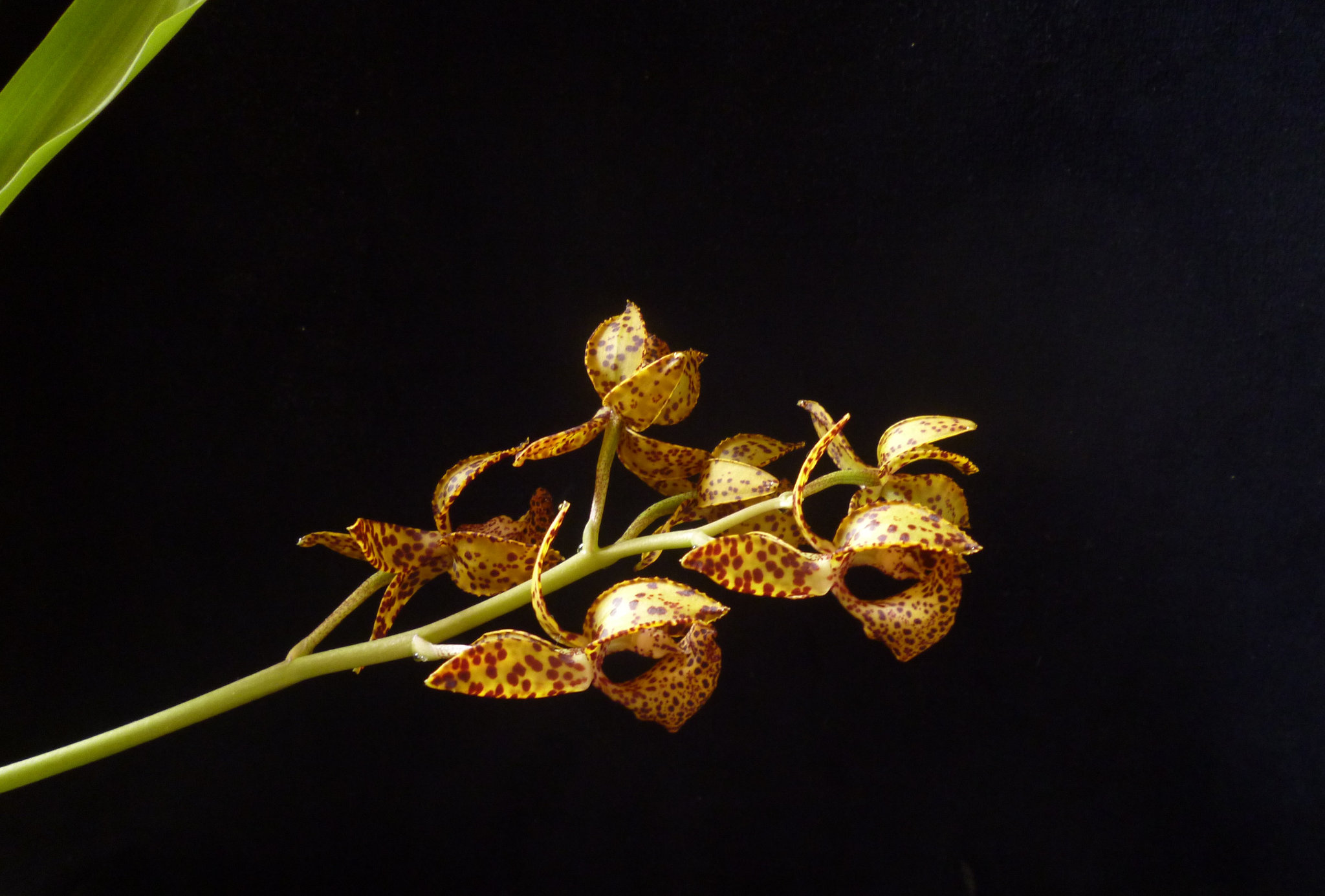 Mormodes Exotic Treat ´Orange Leopard´ x Mormodes Nitty Gritty ´SVO Ripper´ JC/AOS