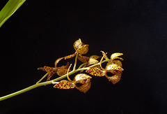 Mormodes Exotic Treat ´Orange Leopard´ x Mormodes Nitty Gritty ´SVO Ripper´ JC/AOS