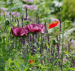 Poppies and Salvia