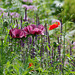 Poppies and Salvia