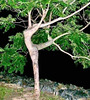 par - ballerina tree