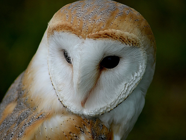 Barn Owl