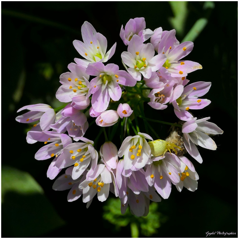 Un Ail Rose sauvage ...