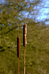 Birch Vale Ponds