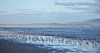 seagulls at Waratah Bay