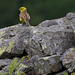 Yellowhammer