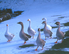 geese snow park