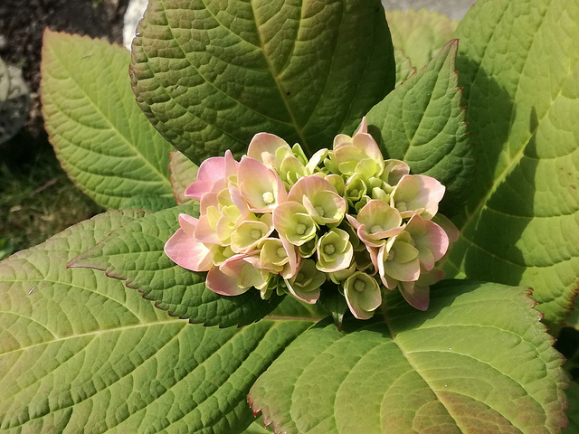 selbt gezogenen Hortensie