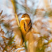 Female bearded tit