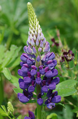 Purple Lupin