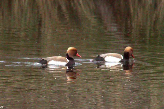 Nettes rousse