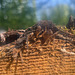 wood