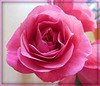 Ma rose**************pour vous*************